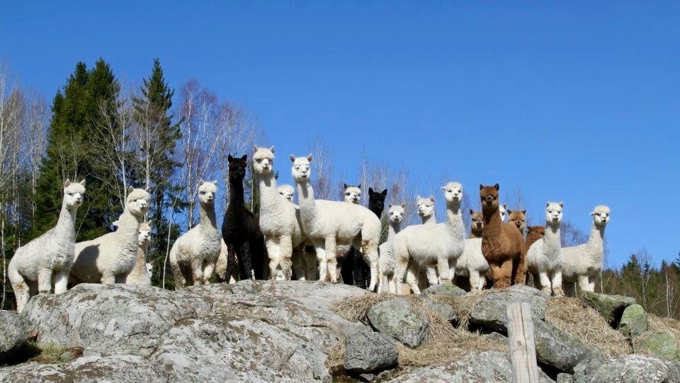 Bildet viser mange alpakka stående på en høyde som ser inn i kamera